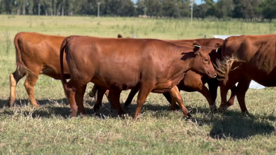 Lote 10 Vaquillonas C/ gtia de preñez en Lincoln