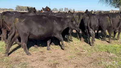 Lote 17 Vacas medio uso C/ gtia de preñez en Gral. Belgrano, Buenos Aires