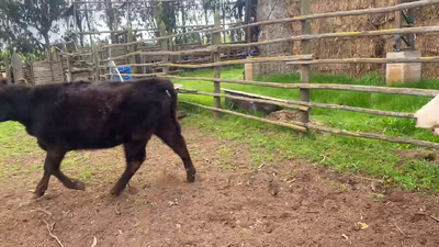 Lote 30 Ternera en Casablanca, V  Región Valparaíso