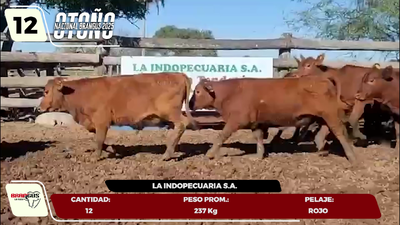 Lote LOTE 12