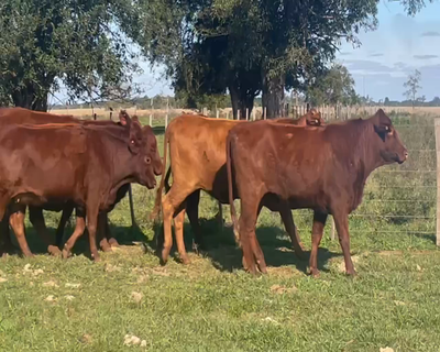 Lote 12 Vaquillonas preñadas en Santo Tomé, Corrientes