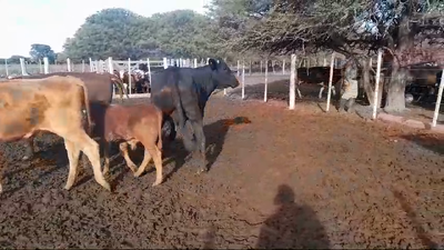 Lote 48 Vacas con 48 críaa en Felicia, Santa Fe