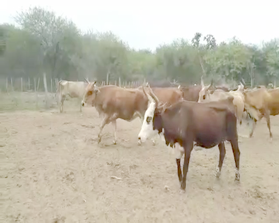 Lote 25 Vacas de invernar en Suncho Corral, Santiago del Estero