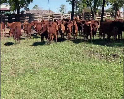 Lote 110 Terneras en El Colorado, Formosa