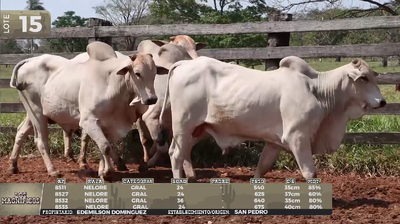 Lote LOTE 15