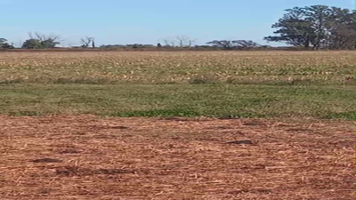 Lote 27 Novillos Holando Argentino en Humberto 1º, Santa Fe