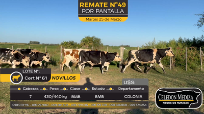 Lote 7 Novillos en Otra Localidad, Colonia