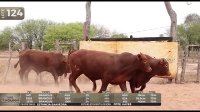 Lote LOTE 124