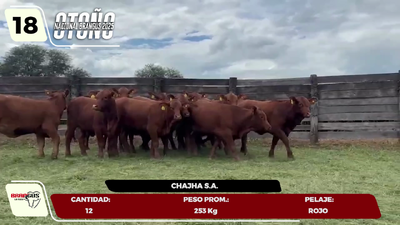 Lote LOTE 18