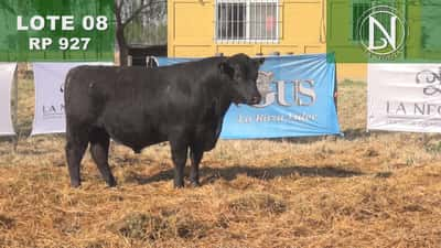 Lote TORO PC ANGUS NEGRO - RP 927