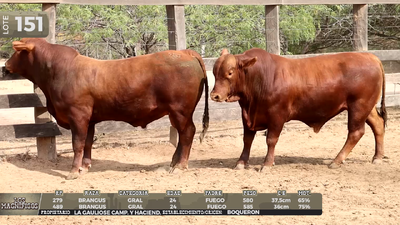 Lote LOTE 151