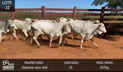 Lote LOTE 22