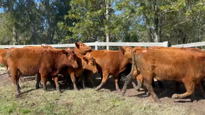 Lote 13 Vaquillonas más de 2 años SA en José Ignacio, Maldonado