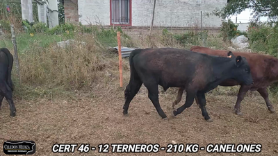Lote 12 Terneros en Canelón Chico, Canelones