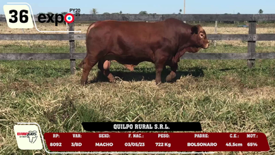 Lote LOTE 36
