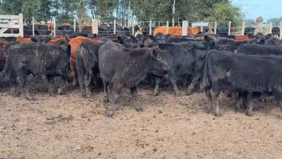 Lote 54 Terneros