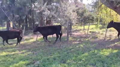 Lote 20 Terneros/as