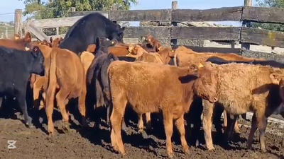 Lote TERNEROS