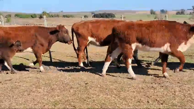 Lote 36 Piezas de cría Hereford y Angus en Mal Abrigo