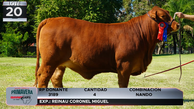 Lote LOTE 20