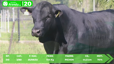 Lote LOTE 20