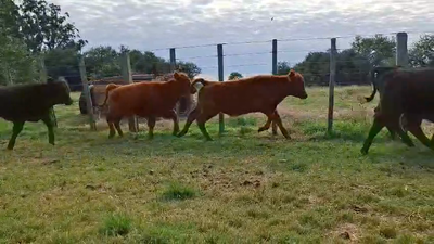 Lote TERNEROS
