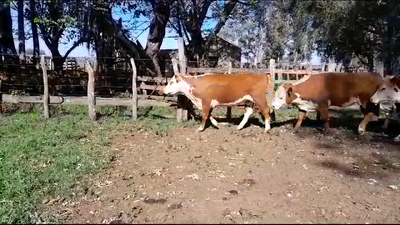 Lote (Vendido)7 Vaquillonas más de 2 años 7 HE 378kg -  en BALTASAR BRUM