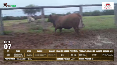 Lote Hembras BRANGUS COLORADO en Pioneros del Chaco S.A.