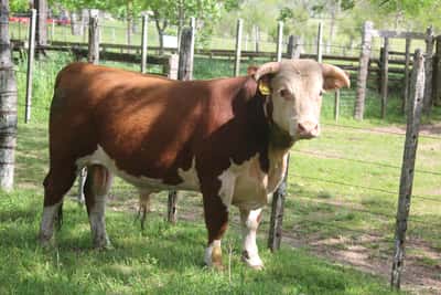 Lote PEDIGREE DE 2 AÑOS