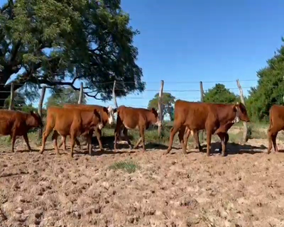Lote 142 Terneros/as en Lavalle, Corrientes