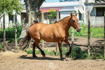 Lote Viruta Don Poroncho