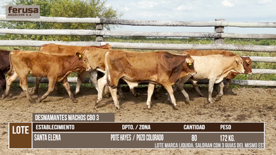 Lote LOTE 4