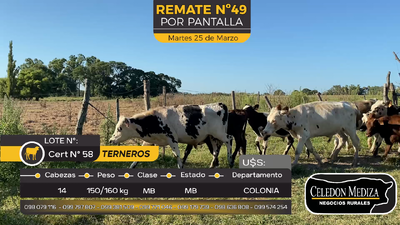 Lote 14 Terneros en La Horqueta, Colonia