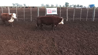 Lote 45 NOVILLITOS