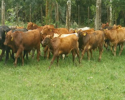 Lote 40 Desm. Machos Paraguari