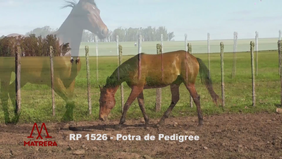 Lote POTRAS PEDIGREE