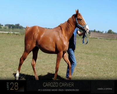 Lote CAROZO CARVER