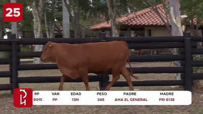 Lote LOTE 25