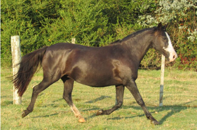 Lote Pitanga Don Miguel