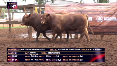 Lote ANTONIO BRUSQUETTI - LOTE 147 - EN VIVO