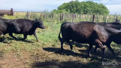 Lote 28 Vacas C/ gtia de preñez