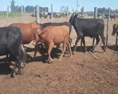 Lote 155 Novillitos en Capital, Santiago del Estero