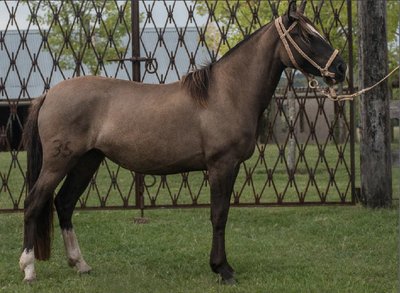 Lote TOBOGAN 85