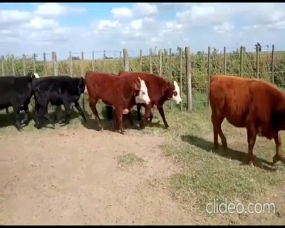 Lote 45 Terneros/as en Rosales, Córdoba