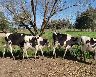 Lote (Vendido)6 Terneros 5HO,  1 NO X HO,  Y 1 AA X HO 178kg - , Soriano