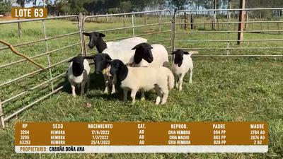 Lote LOTE 63- DESTACADO