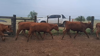 Lote 55 Novillos 1 a 2 años en Tomás Gomensoro, Artigas