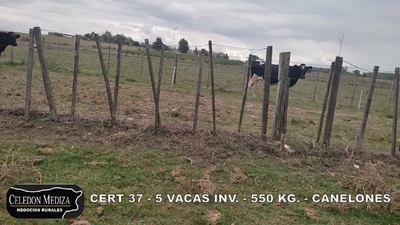 Lote 5 Vacas de Invernada en Canelones