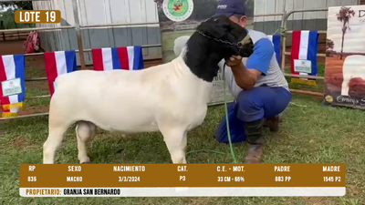 Lote LOTE 19