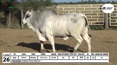 Lote Lote 26